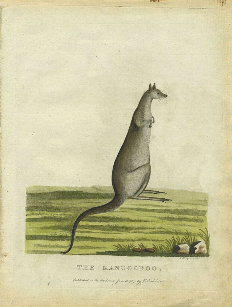 Item #24951 "The Kangooroo", in original color from Phillip's Voyage. Gov. Arthur Phillip, Peter Mazell.