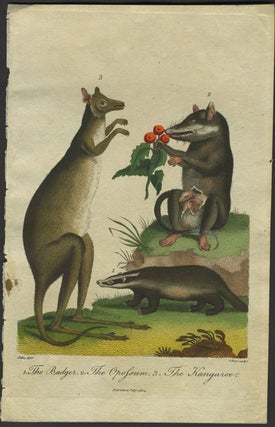 Item #24958 "1. The Badger. 2. The Opossum. 3. The Kanguroo". Color copper engraving. Kangaroo,...