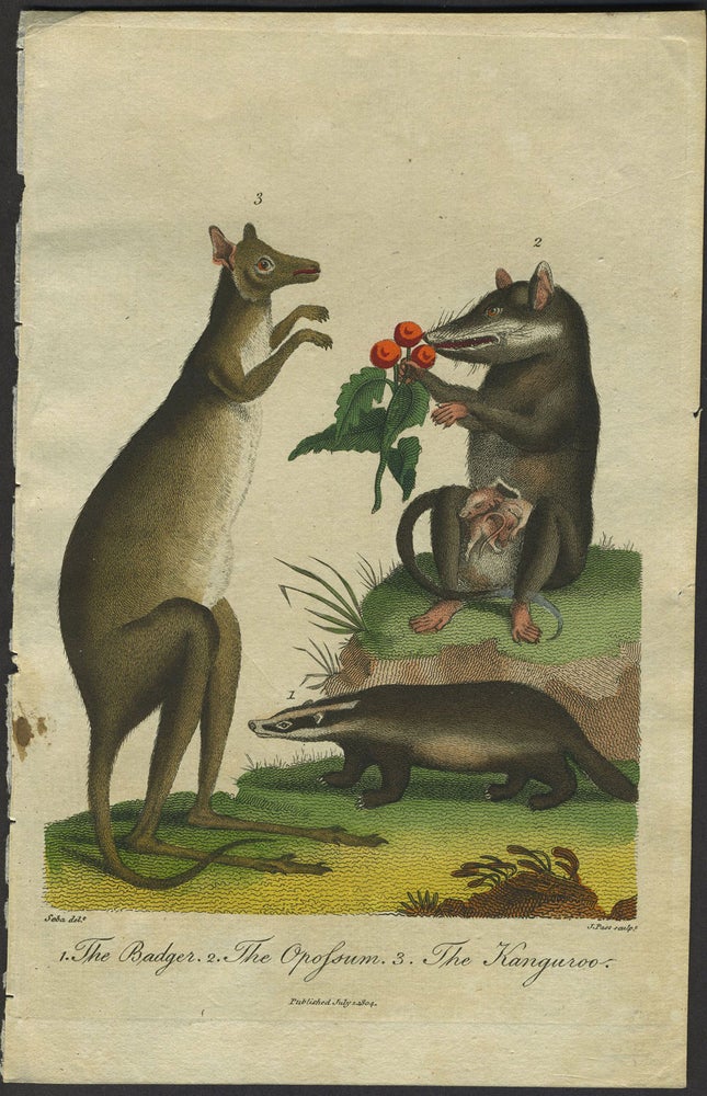 Item #24958 "1. The Badger. 2. The Opossum. 3. The Kanguroo". Color copper engraving. Kangaroo, Natural History.