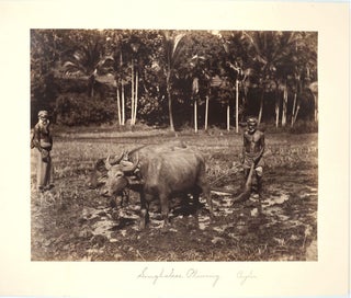 Item #25016 Bullock Cart, Ceylon [with] Singhalese Plowing, Ceylon. 2 Albumen photographs. Sri...