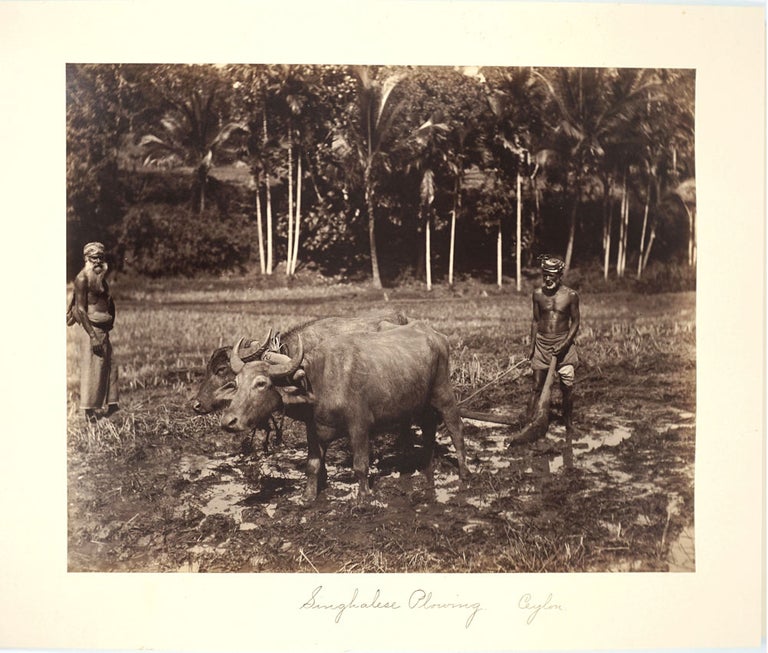 Item #25016 Bullock Cart, Ceylon [with] Singhalese Plowing, Ceylon. 2 Albumen photographs. Sri Lanka, Photograph.
