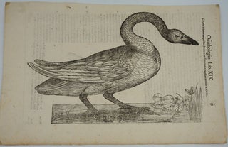 Item #25052 Swan prints, a pair of Italian Renaissance woodblock prints. Ulisse Aldrovandi
