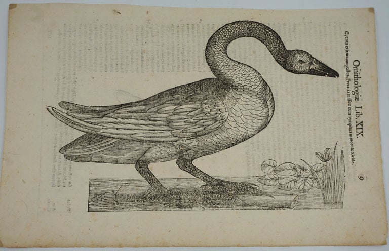 Item #25052 Swan prints, a pair of Italian Renaissance woodblock prints. Ulisse Aldrovandi.