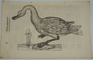 Swan prints, a pair of Italian Renaissance woodblock prints.