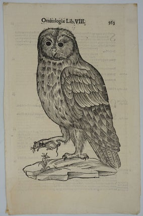 Item #25053 Owl, Italian Renaissance woodblock print. Ulisse Aldrovandi