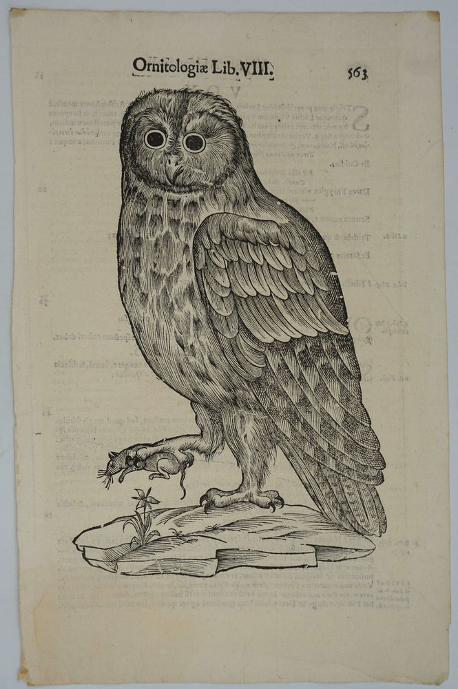Item #25053 Owl, Italian Renaissance woodblock print. Ulisse Aldrovandi.