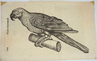 Item #25054 Parrot, Italian Renaissance woodblock print. Ulisse Aldrovandi