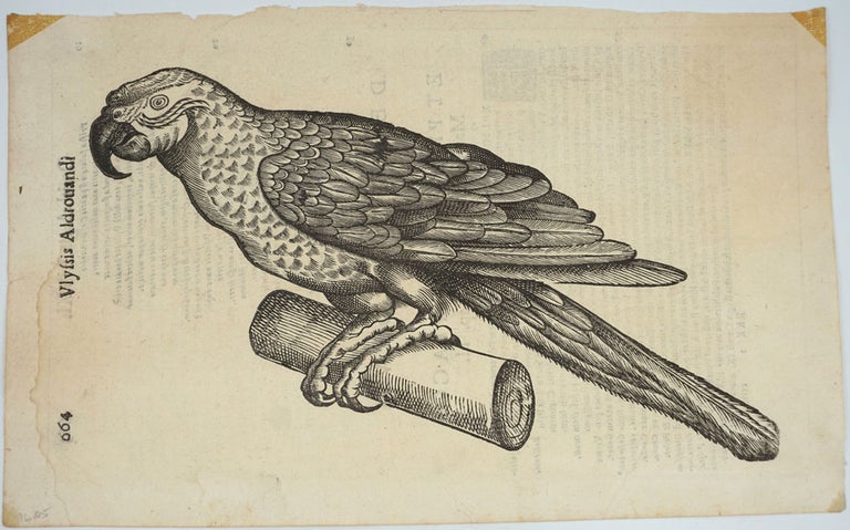 Item #25054 Parrot, Italian Renaissance woodblock print. Ulisse Aldrovandi.