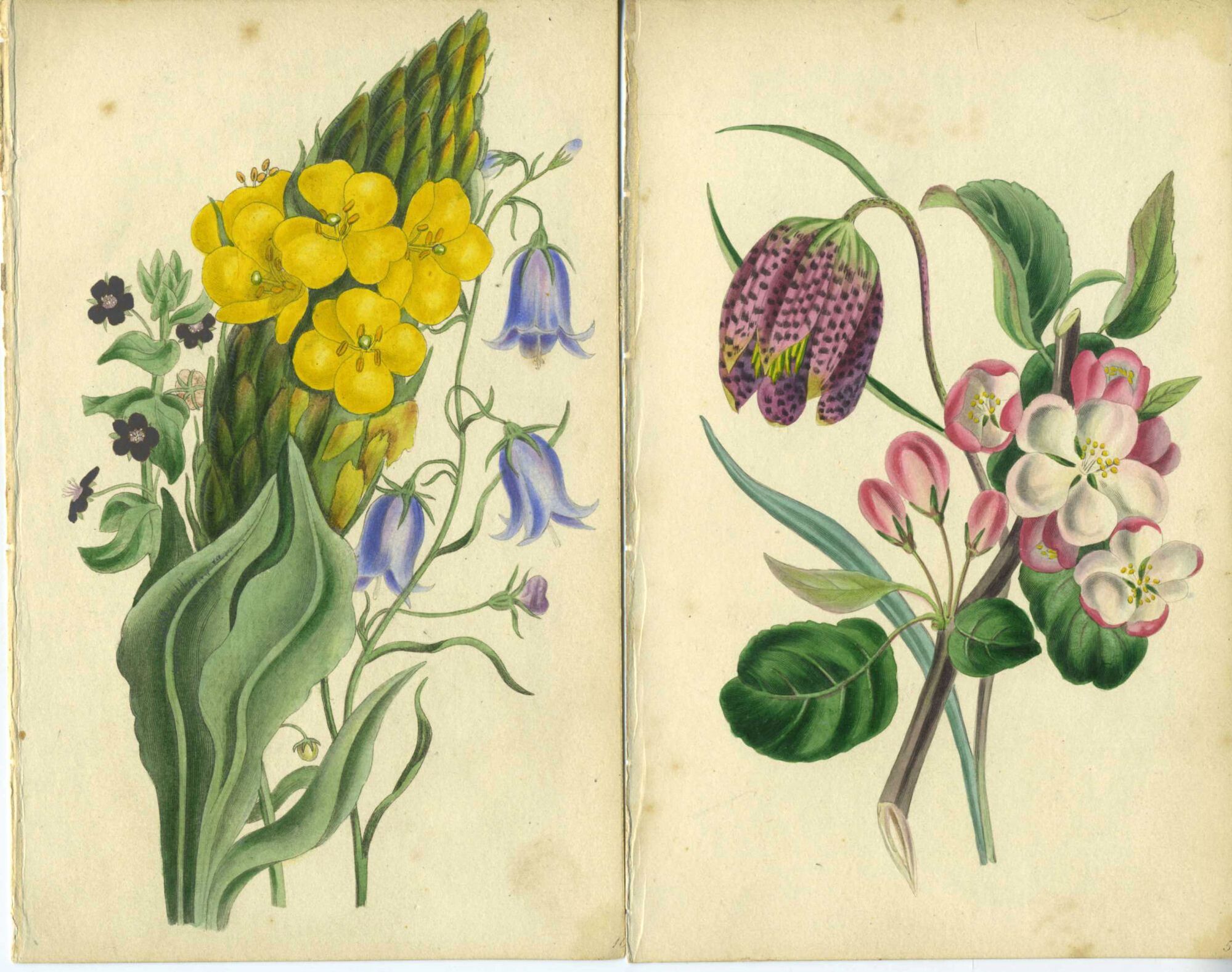 Our Wild Flowers - 6 hand colored engravings | Louisa Anne