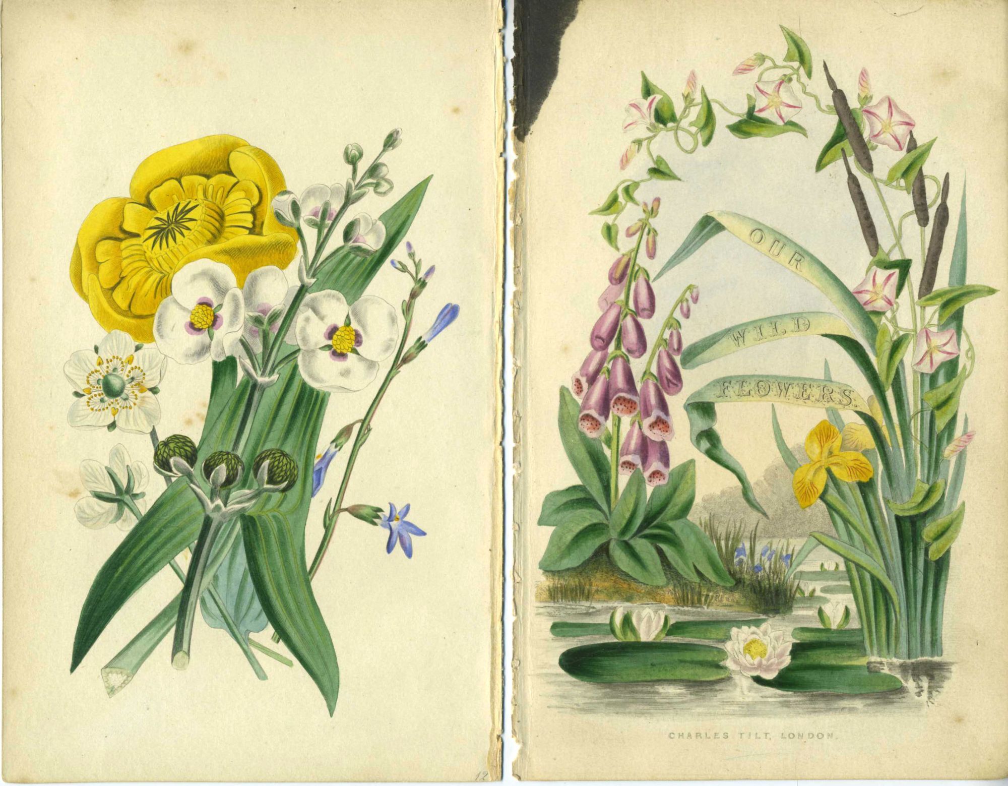 超希少 1876年 アンティーク WILD FLOWERS 手彩色 大型本 Our Wild Flowers - 6 hand colored engravings | Louisa Anne