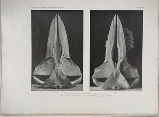 The Whalebone Whales of the Western North Atlantic Compared with Those in European Waters With Some Observations on the Species of the North Pacific.