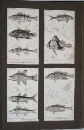 'The Animal Kingdom, Arranged According to its Organization, Serving as a Foundation for the Natural History of Animals, and an Introduction to Comparative Anatomy'. Plates contained in an album.