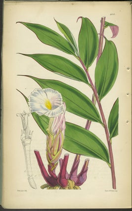 Curtis's Botanical Magazine, with 6 color engravings. Third Series, No. 81, Vol. VII.