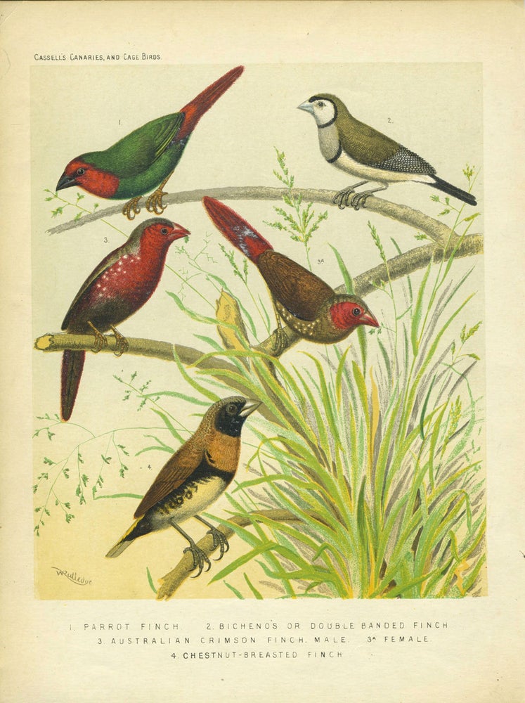 Item #25534 Parrot Finch, Double Banded Finch, Australian Crimson Finch, Chestut-breasted Finch. William after Rutledge.