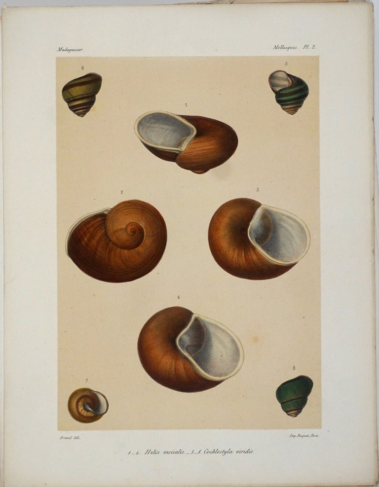 Item #25627 Histoire Physique, Naturelle et Politique de Madagascar - Histoire Naturelle des Mollusques, Vol XXV Atlas (plates). Hippolyte Crosse, Alfred Grandidier ed.