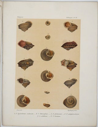 Histoire Physique, Naturelle et Politique de Madagascar - Histoire Naturelle des Mollusques, Vol XXV Atlas (plates).