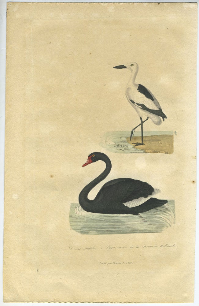 Item #25705 Cygne noir de la Nouvelle hollande (Black Swan) & Drome Ardeole (Crab Plover). Hand colored engraving.