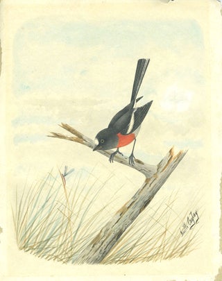 Item #25877 [Watercolor of an Australasian Robin]. Neville Henry Cayley