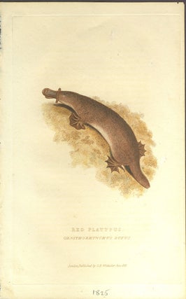 Item #25929 Red platypus, Ornithorhynchus rufus. Color engraving. Baron Cuvier