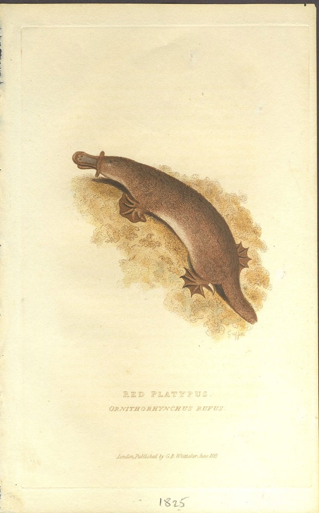 Item #25929 Red platypus, Ornithorhynchus rufus. Color engraving. Baron Cuvier.