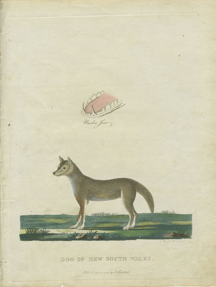 Item #25930 Dog of New South Wales, period colored engraving from Philip's Voyage. Gov. Arthur Philip, Peter Mazell.