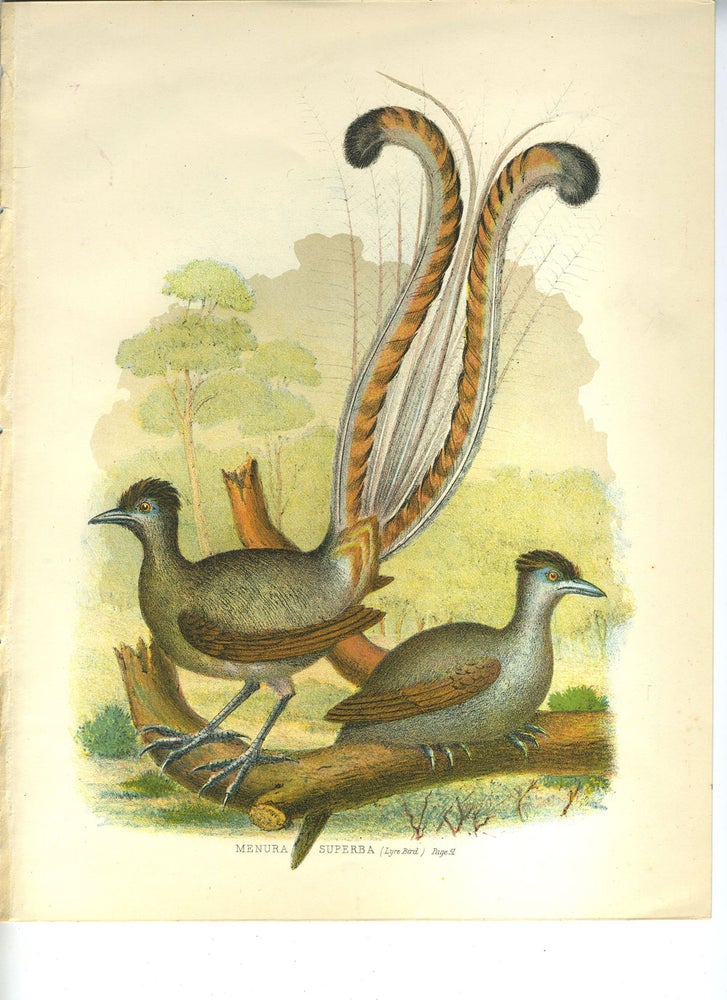 Item #25933 Menura Superba (Lyre Bird). Color lithograph.
