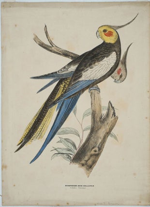 Item #25975 Nymphicus Novae Hollandiae, Cockatoo Parrakeet. Hand colored lithograph. Silvester...