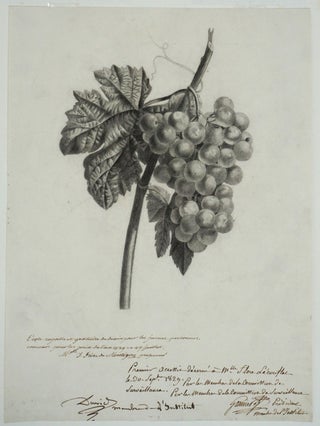 Item #26237 Drawing of Grapes, awarded 1st prize for the year 1829 from the French drawing school...