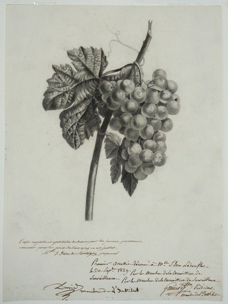 Item #26237 Drawing of Grapes, awarded 1st prize for the year 1829 from the French drawing school "École Royalle et Gratuite de Dessin pour les Jeunes Personnes" Women, Art.