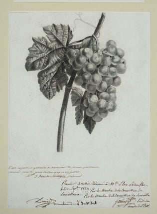 Drawing of Grapes, awarded 1st prize for the year 1829 from the French drawing school "École Royalle et Gratuite de Dessin pour les Jeunes Personnes"