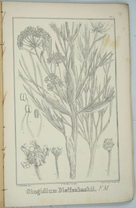 The Vegetation of the Chatham-Islands. Sketched by Ferdinand Mueller.