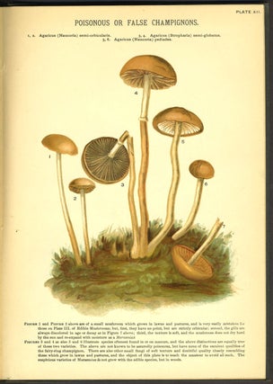 Mushrooms of America; Edible and Poisonous.
