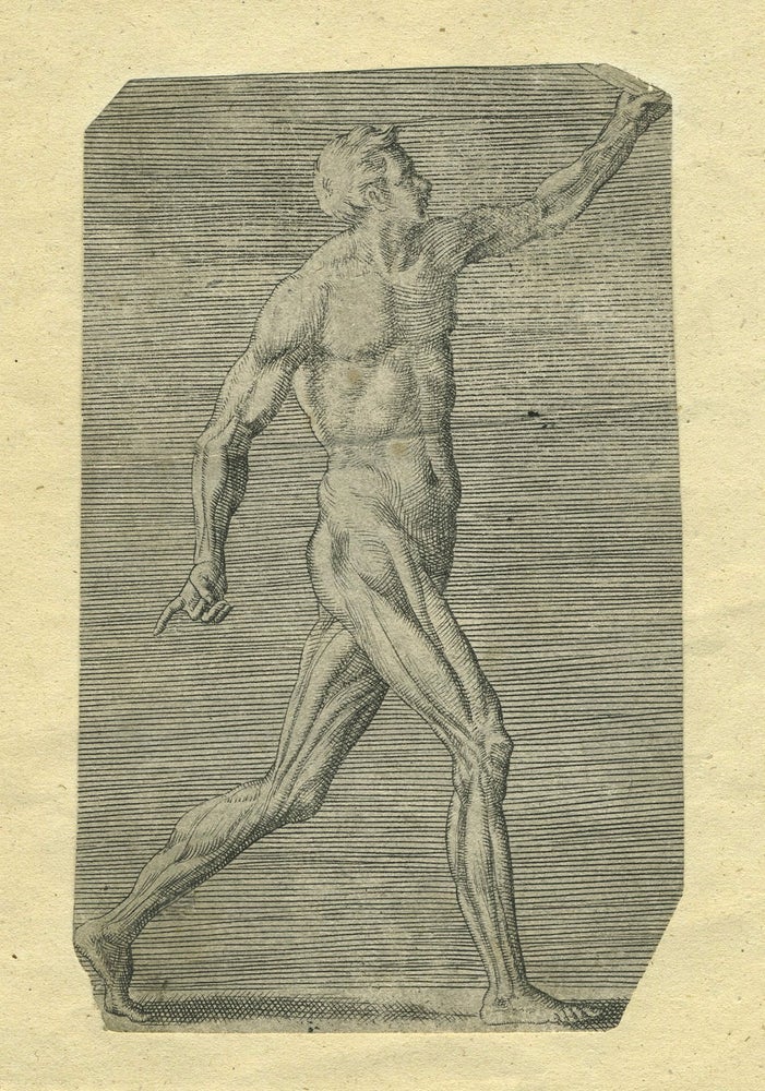 Item #26687 [Walking man, featuring his muscle definition]. Giulio Bonasone.