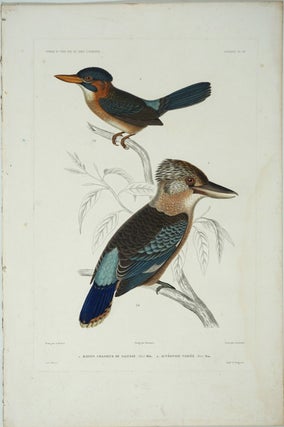 Item #26768 Martin Chasseur de Salusse & Acteonide Variee (Kingfisher & Fawn-breasted...