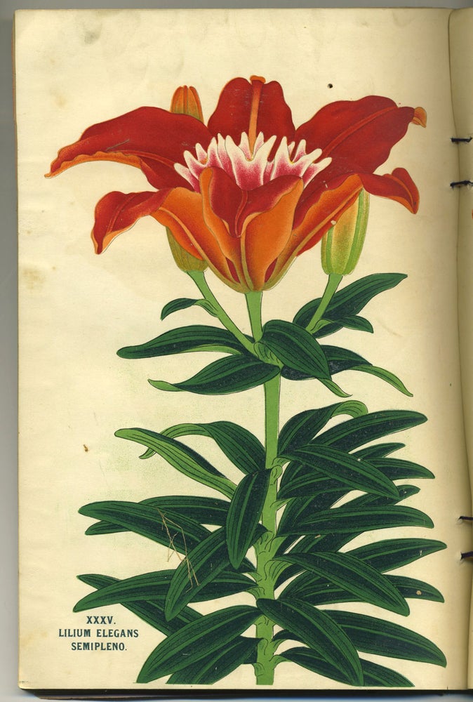 Item #26811 Lilies of Japan by The Yokohama Nursery Co., Ltd. Gardening, Seed Catalog.