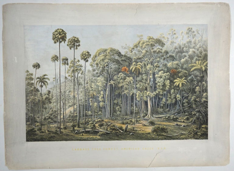 Item #26900 Cabbage-tree forest, American Creek, N.S.W. (Near Wollongong). Victoria, Prints, Eugene von Guerard.
