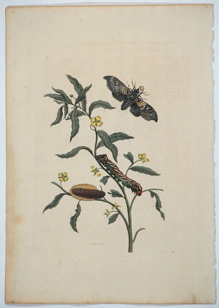 Item #27138 [Emperor Moth, Plate 39] from "Metamorphosis Insectorum Surinamensium" Maria Sibylla Merian.