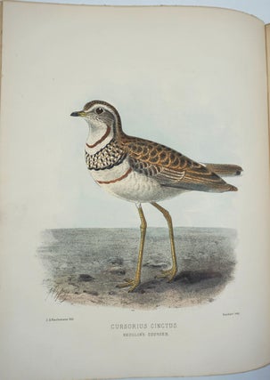 The Geographical Distribution of the Family Charadriidae, or the Plovers, Sandpipers, Snipes and their Allies.