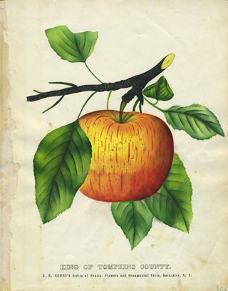 Item #27202 King of Tompkins County. Botanical illustration of an apple. Dellon Marcus Dewey