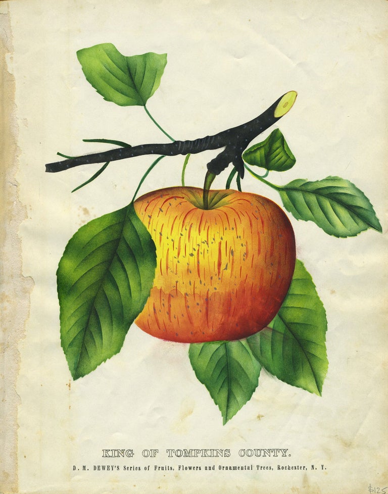 Item #27202 King of Tompkins County. Botanical illustration of an apple. Dellon Marcus Dewey.