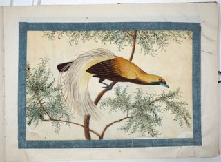 A twelve-leaf album of Chinese export paintings of Birds.