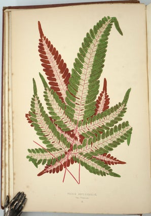 Item #27246 A Natural History of New and Rare Ferns: Containing Species and Varieties, None of...