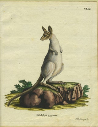Item #27252 Didelphys gigantea (Eastern Grey Kangaroo). I. Nussbiegel, sc