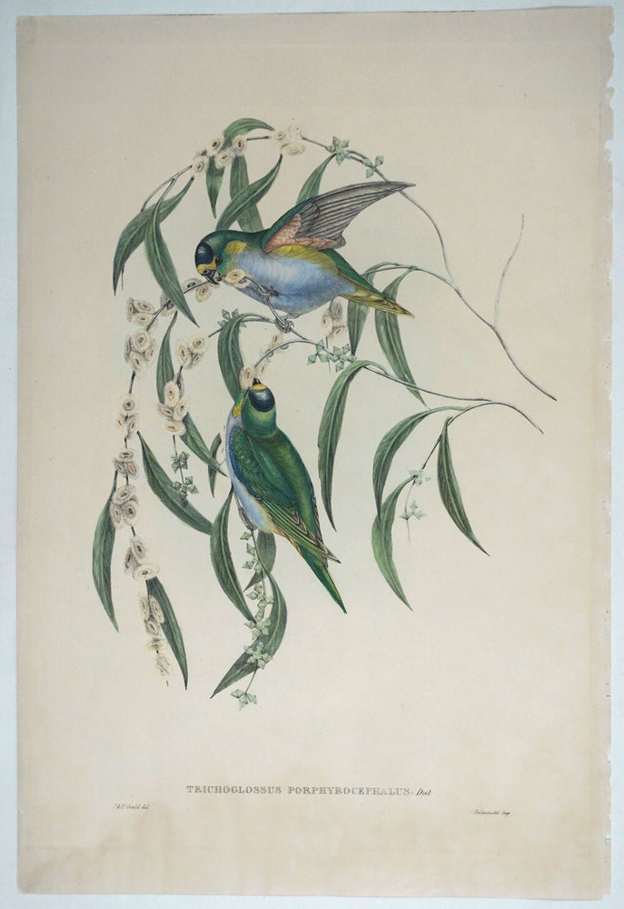 Item #27430 Trichoglossus Porphyrocephalus. Porphyry Crowned Lorikeet. Purple Crowned Lorikeet from Gould's "Birds of Australia". John Gould, Elizabeth.