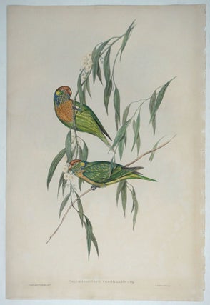 Item #27431 Trichoglossus Versicolor, Varied Lorikeet, from Gould's "Birds of Australia" J....