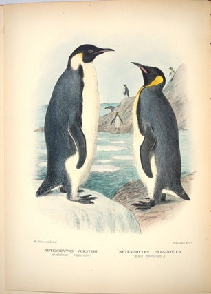 Item #27707 The Birds of Norfolk and Lord Howe Islands [with] A Supplement to the Birds of...