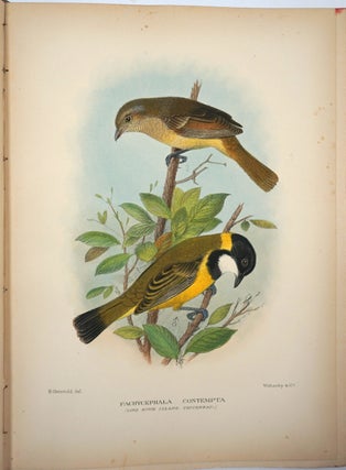 The Birds of Norfolk and Lord Howe Islands [with] A Supplement to the Birds of Norfolk and Lord Howe Islands, to which is added those Birds of New Zealand not figured by Buller.