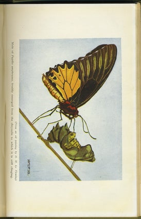 The Butterflies of the Malay Peninsula. Including aids to identification, notes on their physiology and bionomics, and instructions for the collection and preservation of specimens under tropical conditions.