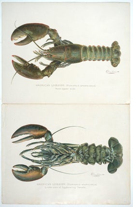 Item #27782 American Lobster (Homarus Americanus). S. F. Denton
