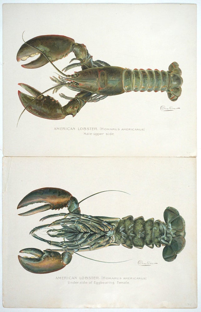 Item #27782 American Lobster (Homarus Americanus). S. F. Denton.